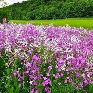 Dame's Violet Rocket Hesperis 20 Seeds image 8