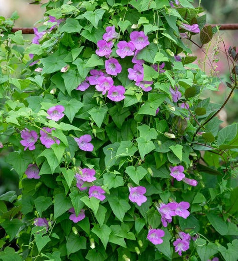 Asarina Mystic Rose Climbing Snapdragon 12 flower Seeds image 2