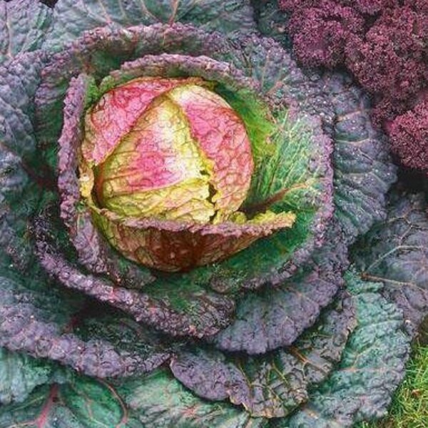 Purple Cabbage Etsy