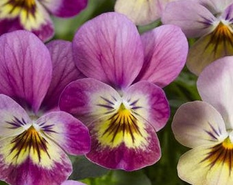 Endurio Pink Shades seeds Trailing Viola Variety Pansy