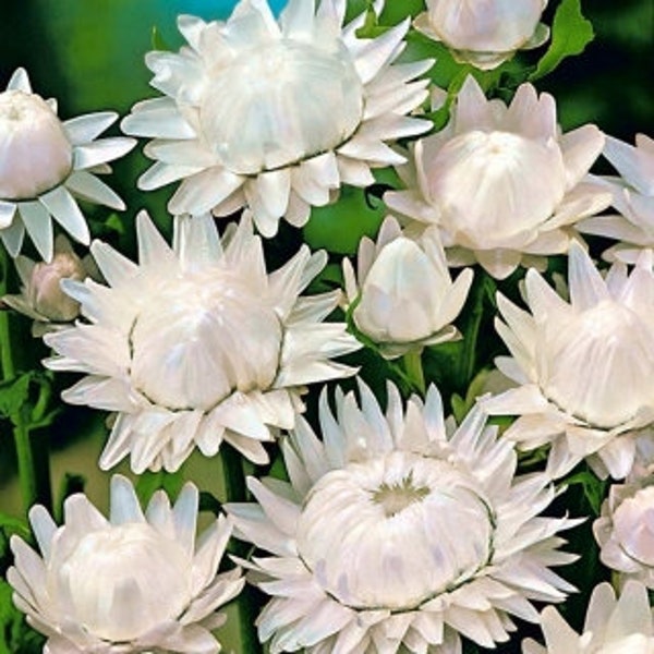 MONSTER White Strawflowers Helichrysum 60 Flower Seeds