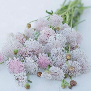 Lace Flower 'Lacy Pink' 30 Seeds Didiscus