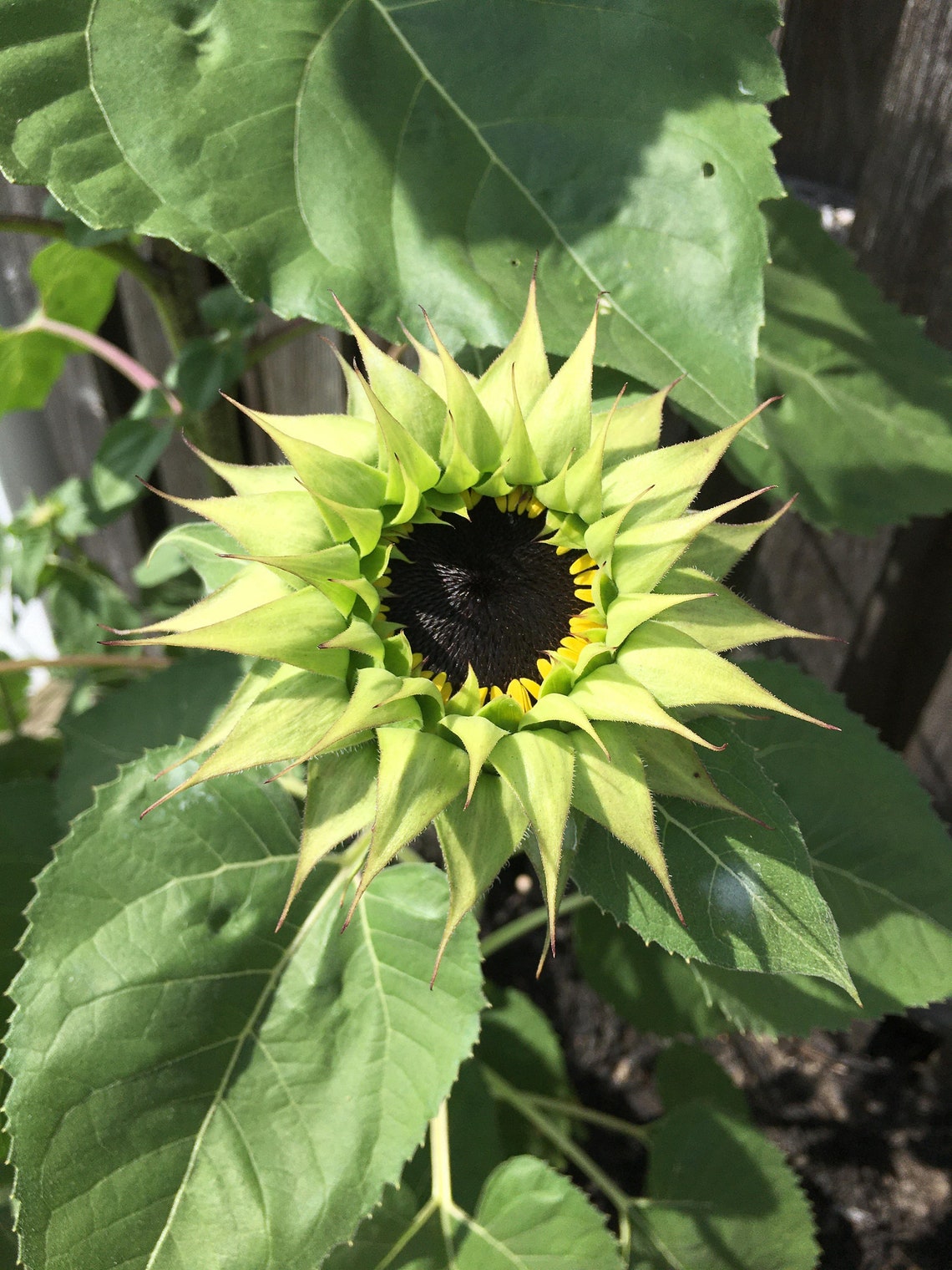 Sunflower Sunfill Green 10 Seeds Etsy
