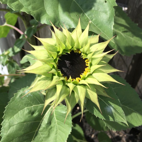 Sunflower Sunfill Green 10 Seeds Etsy