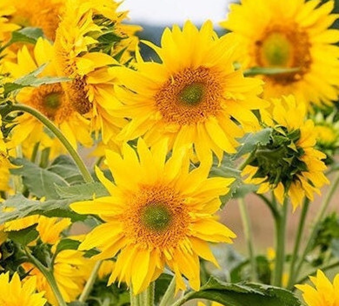 Sunflower Greenburst Starburst 10 Seeds Etsy