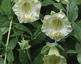 White Cup and Saucer Vine 7 Seeds Cobaea Scandens