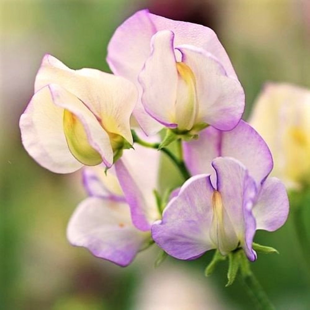 Sweet Pea 'high Scent' 10 Seeds Etsy