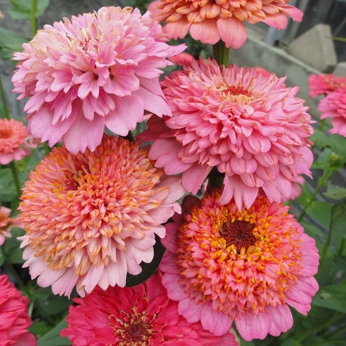 Rare Cupcake Pink Zinnia - Seeds