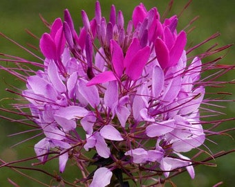 Cleome Violet Queen   20+ Flower Seeds