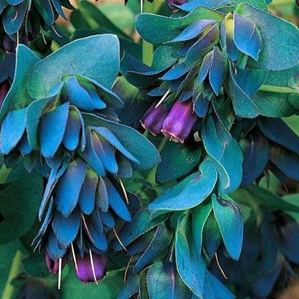 Honeywort "Kiwi Blue" Cerinthe Major - 12 Seeds