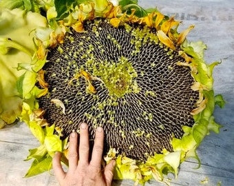 Rare! HUGE! Mongolian Giant Sunflower  Seeds