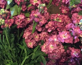 Favorite! Stock Vintage Brown Flower  Matthiola Incana- 20 Seeds Unusual color