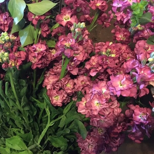 Favorite! Stock Vintage Brown Flower  Matthiola Incana- 20 Seeds Unusual color