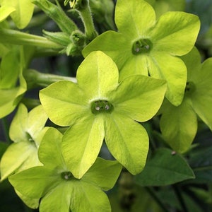 Lime Green Nicotiana - 35+ Seeds
