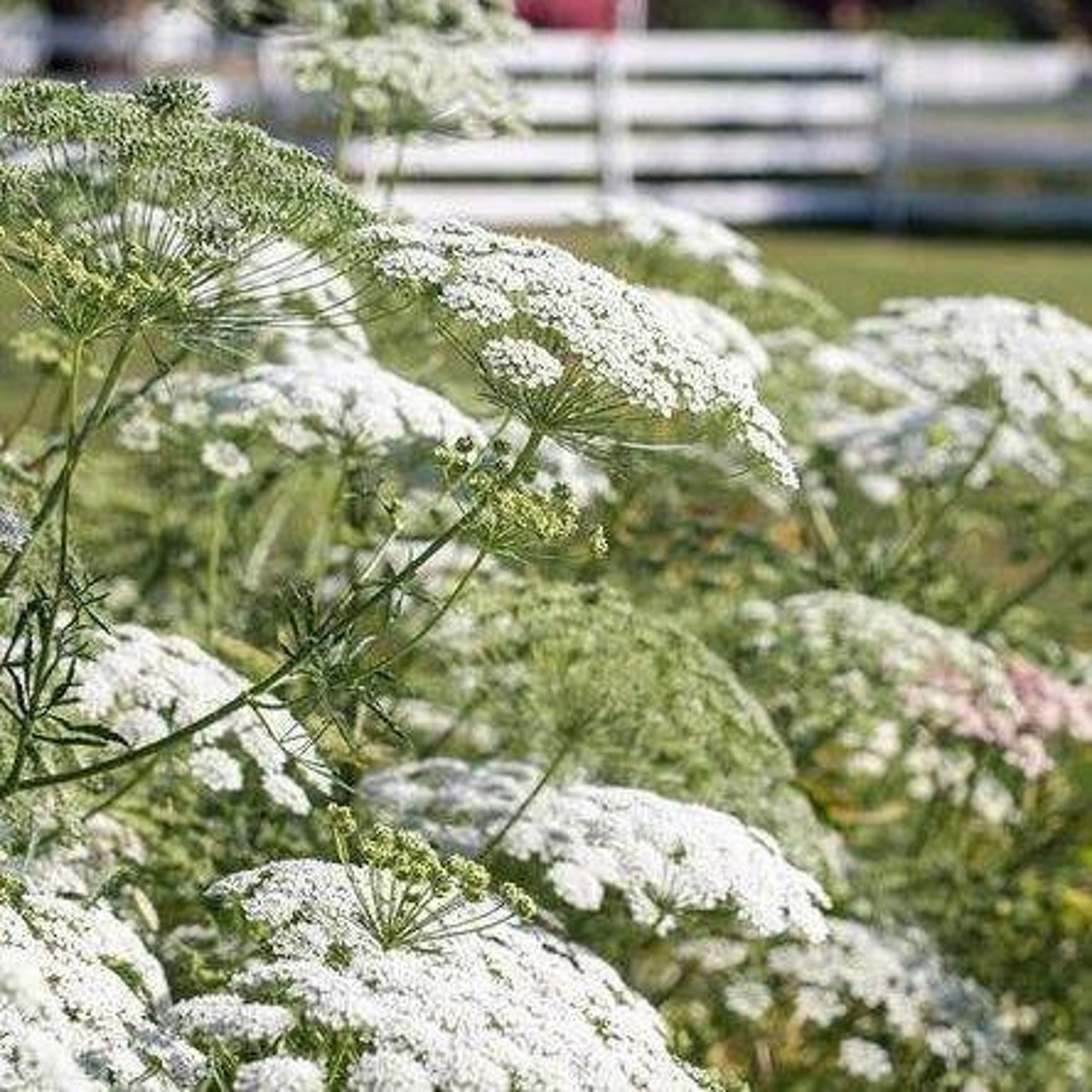 Ammi Majus Select White Dill 30 Seeds | Etsy