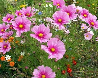 Radiance Cosmos 200 Seeds