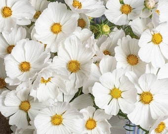 Cosmos Afternoon White - 15+ Seeds