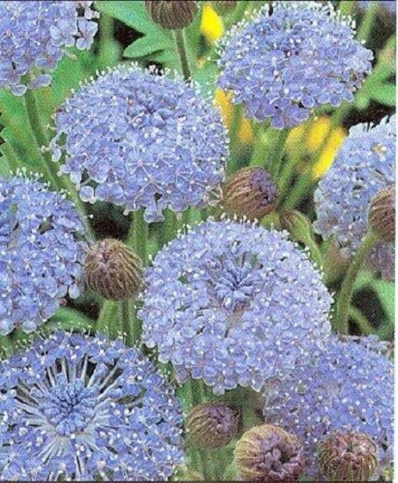 Pink White & Blue Mix Lace Flower - 80 Seeds