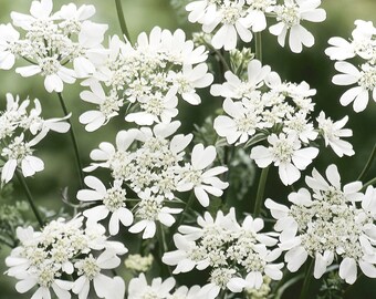 Orlaya White Lace 10 Seeds White Lace Flower