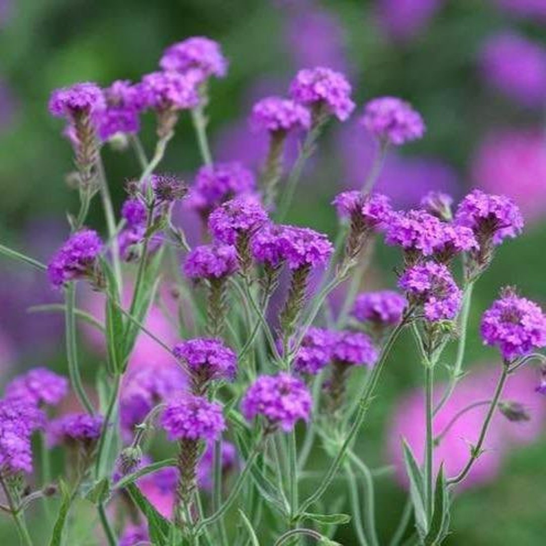 Verbena Rigida santos Purple Short Verbena Rare 12 Etsy