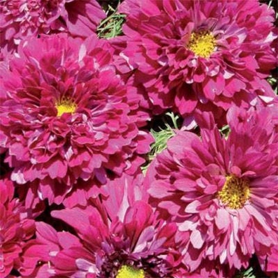 Buy Cosmos Double Click Cranberries 15 Seeds Online in India - Etsy