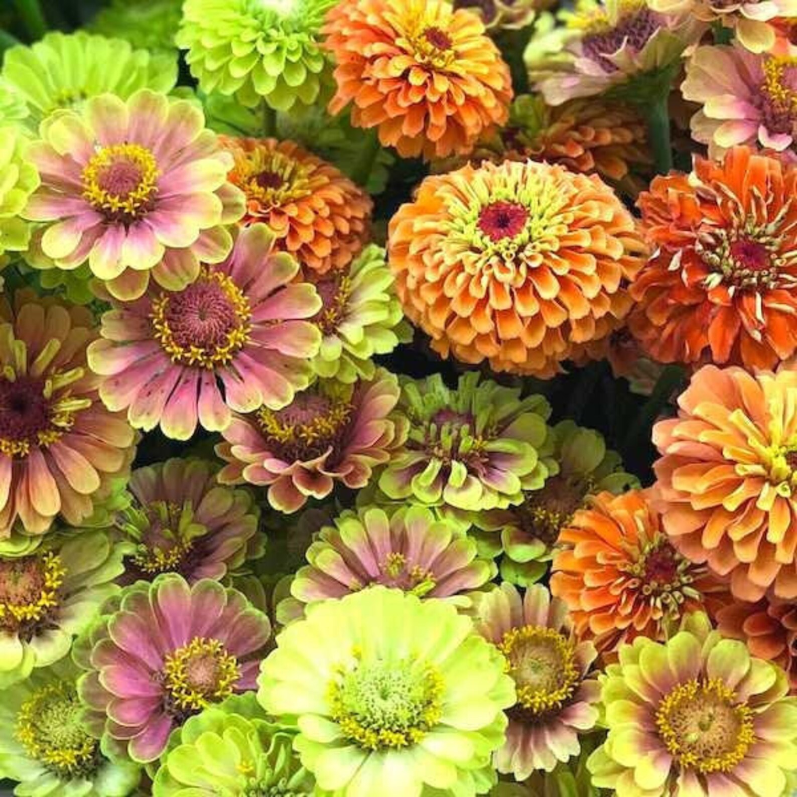 Zinnia Queeny Mix award Winning 10 Seeds Etsy