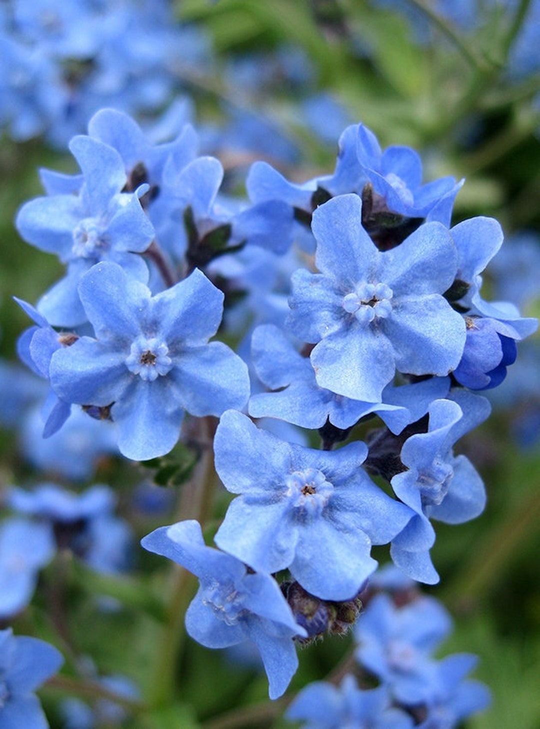 Me Nots chinese Blue 20 Seeds Etsy