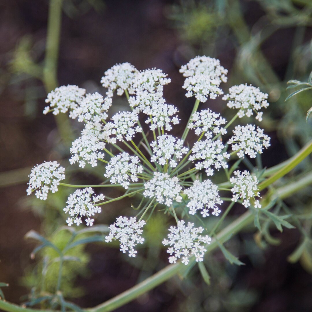 Ammi Majus Select White Dill 30 Seeds - Etsy