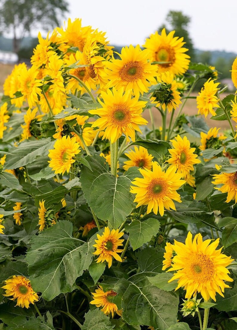 Sunflower Greenburst Starburst 10 Seeds Etsy