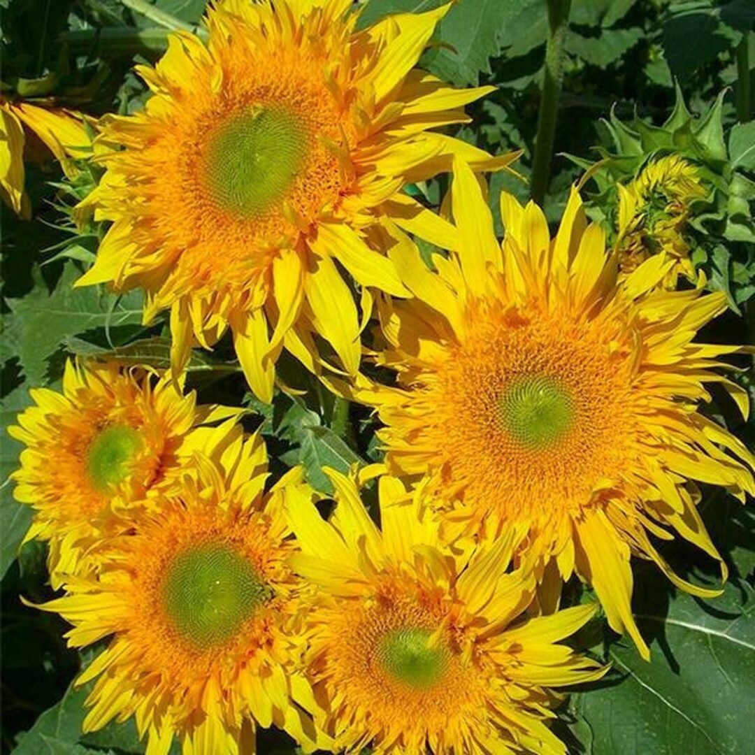 Sunflower Greenburst Starburst 10 Seeds Etsy
