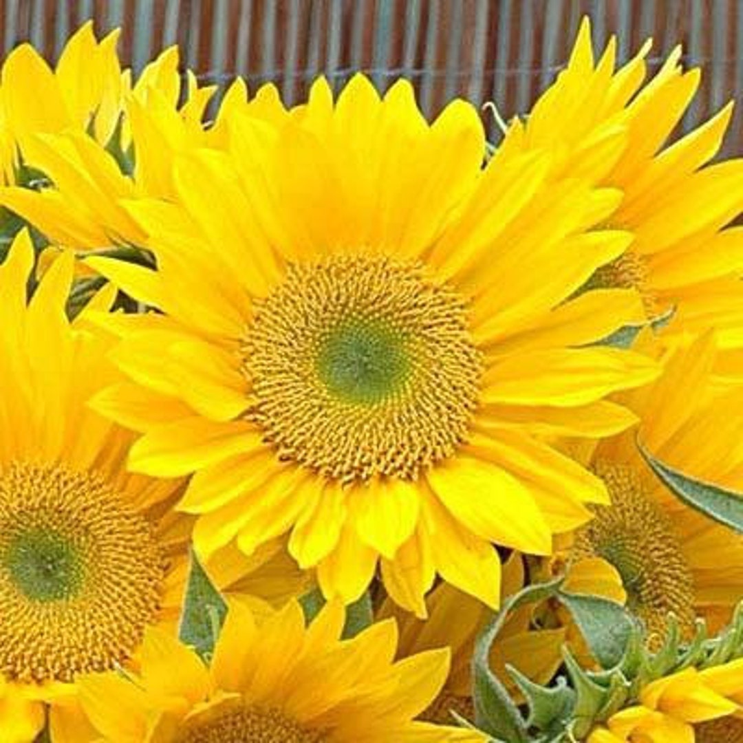 Sunflower Sunrich Gold 10 Seeds Etsy