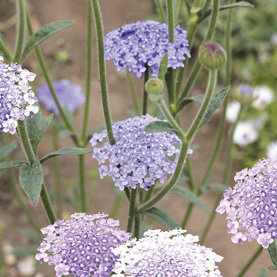 Pink White & Blue Mix Lace Flower - 80 Seeds