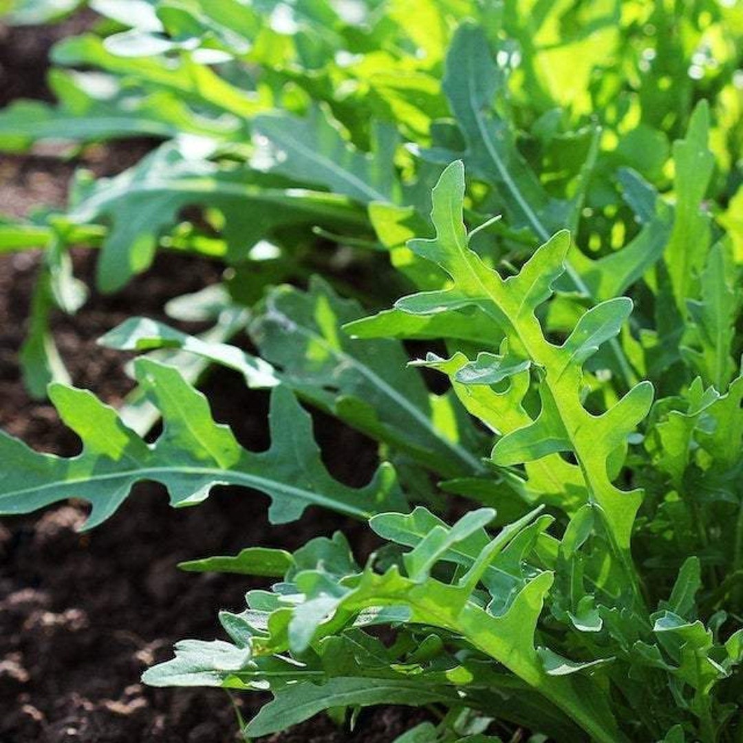 Arugula 5 Variety Blend Wasabi Arugula 50 Seeds Etsy
