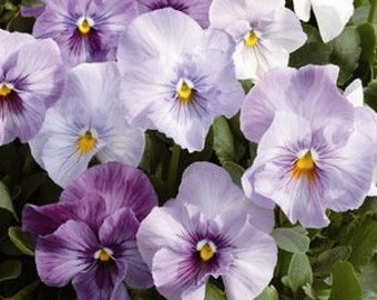 Pansy Magnum Lilac Shades Seeds