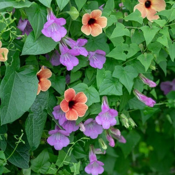 Asarina Mystic Rose "Climbing Snapdragon"  12 flower Seeds