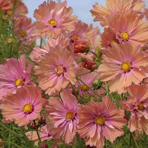 Cosmos Albaricoque 25 Semillas