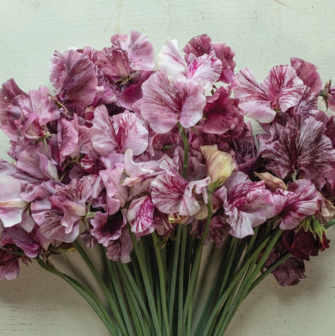 Sweet Pea Chocolate Streamer Untreated 15 Seeds Etsy