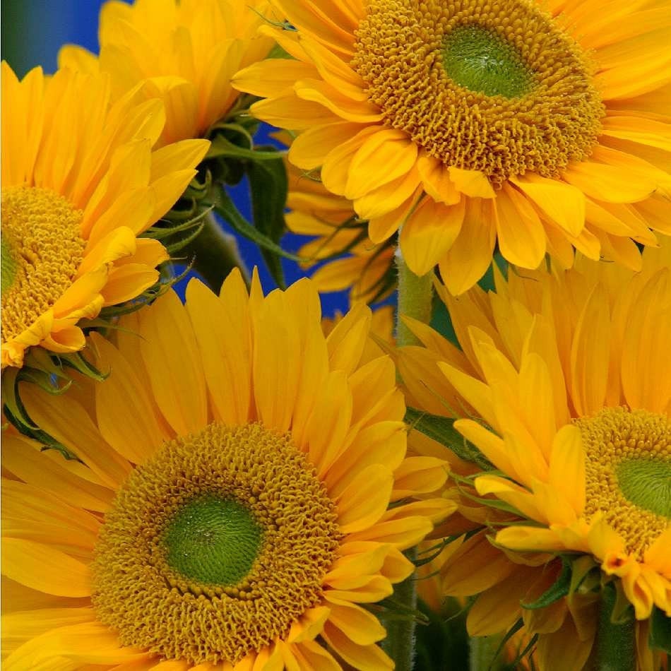 Sunflower Sunrich Gold 10 Seeds - Etsy