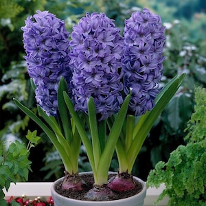 May include: Three vibrant purple hyacinth flowers with dense clusters of star-shaped petals growing from visible bulbs in a light-coloured pot. Each flower stalk is surrounded by long, upright, bright green leaves emerging from the soil.