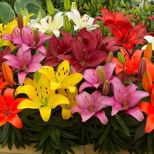 2x Asiatic Lily Mixed Colours Plants 10.5cm Pots Summer Garden Flowers