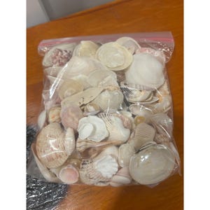 May include: A clear plastic resealable bag filled with a variety of assorted seashells in shades of white, cream, tan, and light brown. The collection includes various shapes and sizes of bivalve and spiral shells packed together.