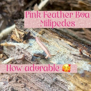 May include: A small, slender, light pink millipede crawls across a piece of textured, decaying wood. The image features the text "Pink Feather Boa Milipedes" at the top and "How adorable" with a smiling face emoji at the bottom of the frame.