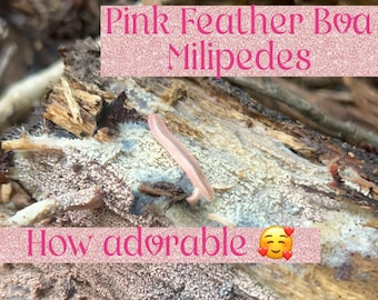 Rot Wood for Milipedes, Isopods and More!