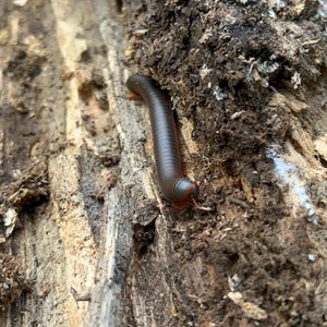 May include: A dark brown millipede with a segmented, cylindrical body and a reddish-orange head crawling along the rough, weathered surface of a decaying wooden log. The creature features numerous small legs visible along its sides.