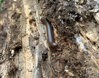 Milipede Substrate+ Free Bag of Leaf litter