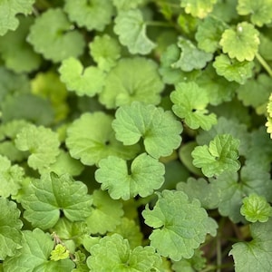 May include: A dense cluster of small, vibrant green leaves with scalloped edges. The foliage features a rounded, kidney-like shape with visible veins radiating from the center of each leaf, creating a textured, overlapping pattern across the frame.