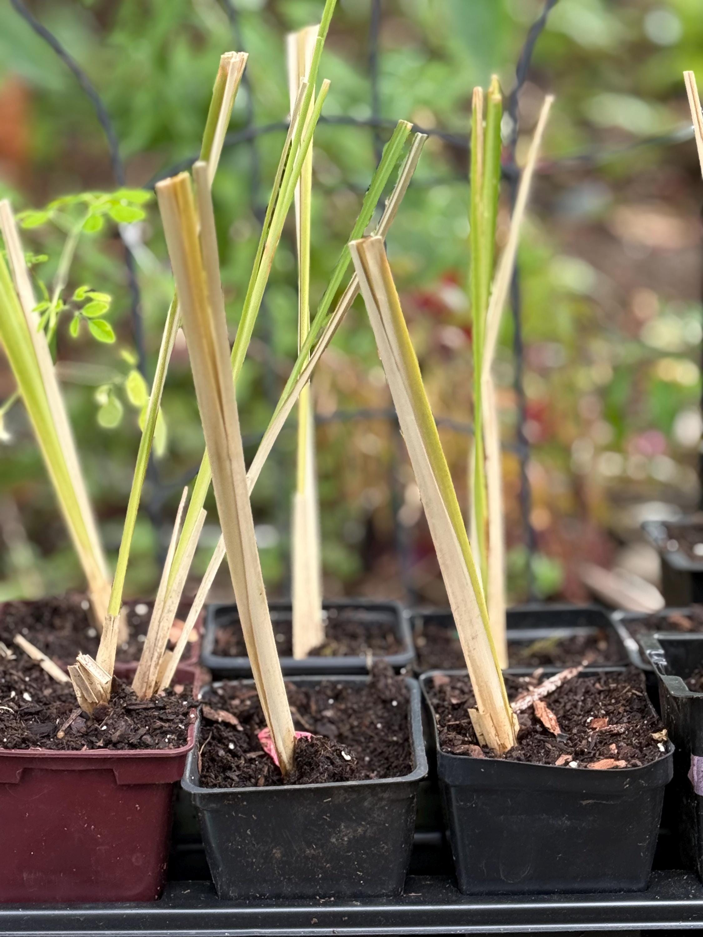 Vetiver Plant - Etsy