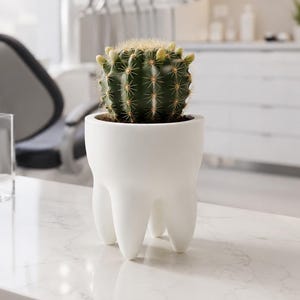 Puede incluir: Un cactus pequeño, redondo y verde con espinas de puntas amarillas plantado en una maceta de cerámica blanca con acabado mate, con forma de muela humana con cuatro raíces distintas como base, sobre una superficie blanca y lisa.