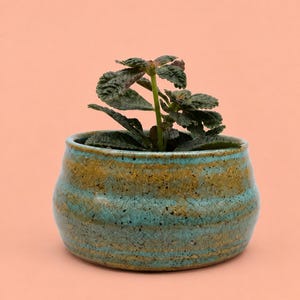 May include: A small, round ceramic planter with a speckled turquoise and mustard yellow glaze. The pot features horizontal ridges along its exterior surface and contains a small green plant with textured, dark leaves growing from the center.