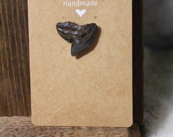 Cravate en dents de requin fossilisées.